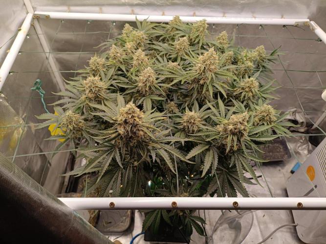 Sour scrumpy x 1. Week 10 - Day 72