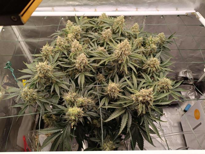 Sour scrumpy x 1. Week 10 - Day 72