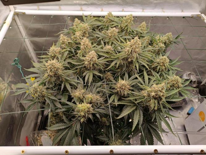 Sour scrumpy x 1. Week 10 - Day 73