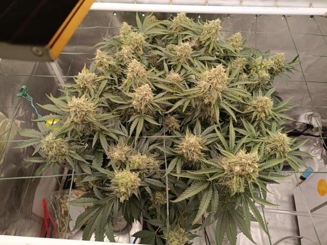 Sour scrumpy x 1. Week 10 - Day 74