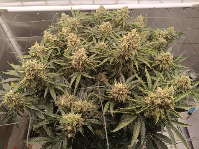 Sour scrumpy x 1. Week 10 - Day 76