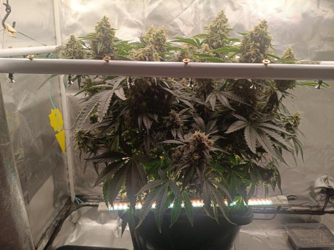 Sour scrumpy x 1. Week 10 - Day 76