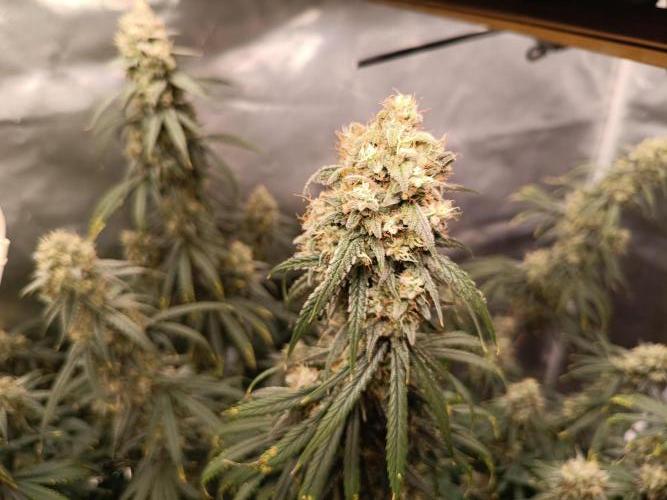 OG kush atuo x1. Week 10 - Day 77