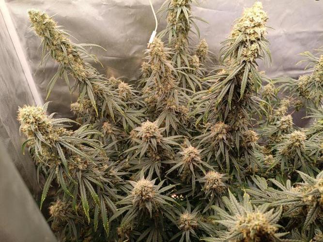 OG kush atuo x1. Week 10 - Day 77