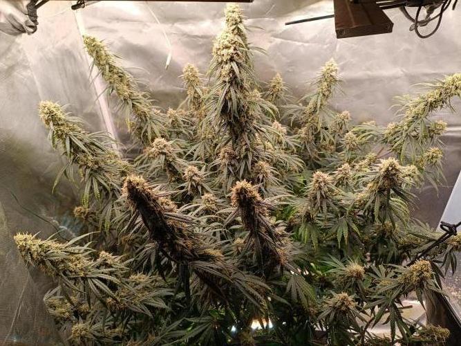 OG kush atuo x1. Week 10 - Day 77