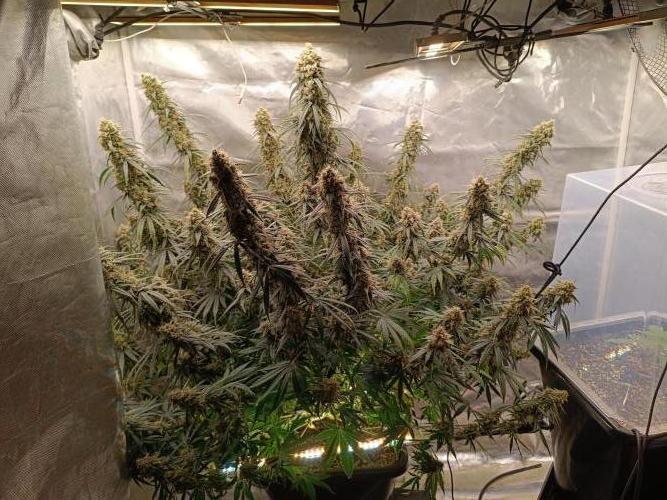 OG kush atuo x1. Week 10 - Day 77