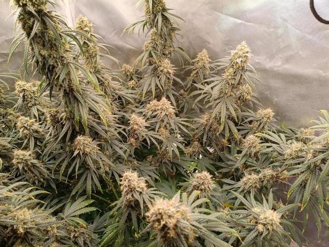 OG kush atuo x1. Week 10 - Day 77