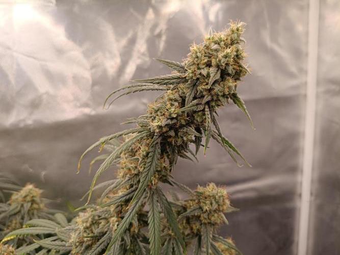OG kush atuo x1. Week 10 - Day 77