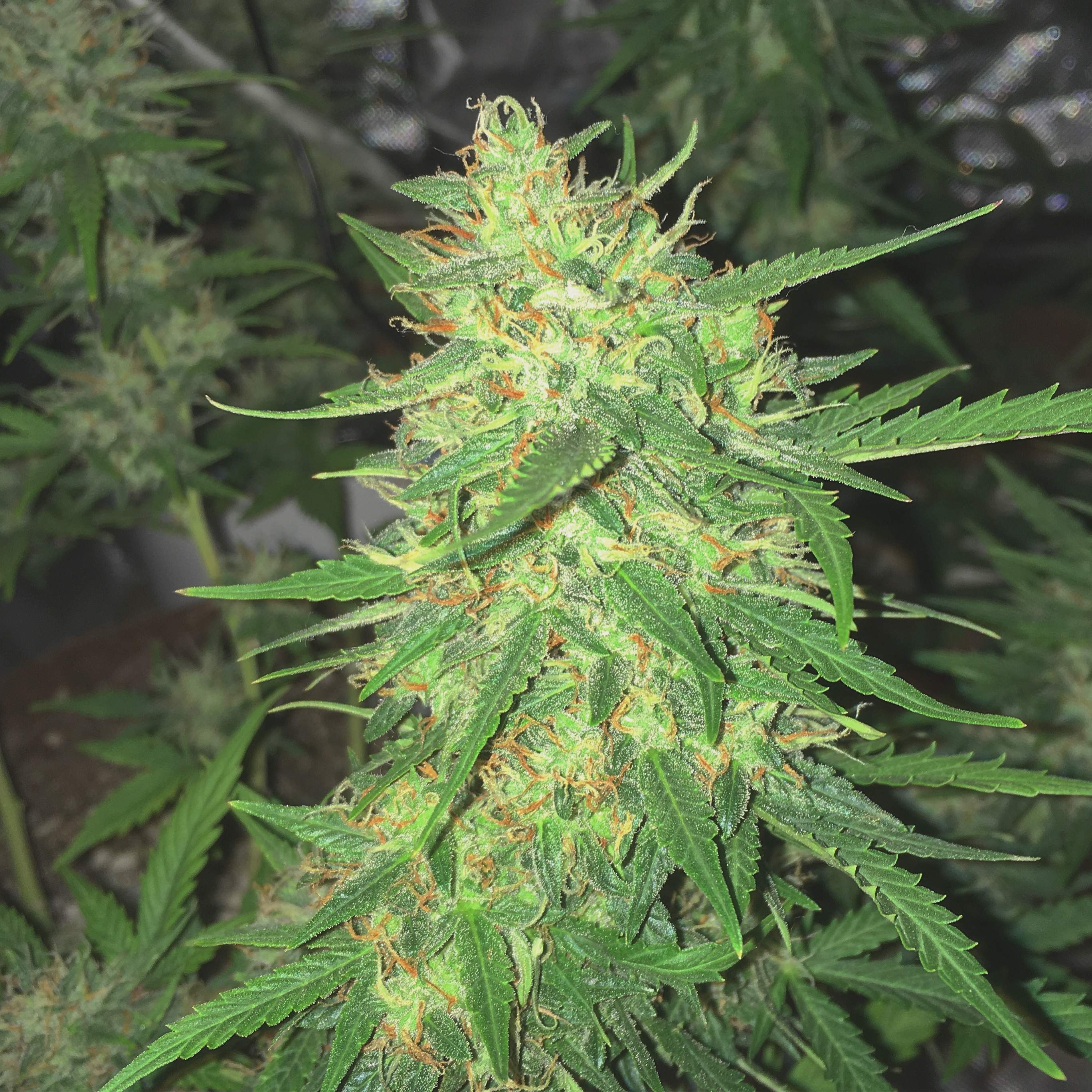 Fast Buds Pineapple Express Auto Grow Diary journal Week7 By Fast Buds Pineapple Express Auto Grow Diary journal Week7 By