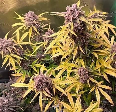 8 Ball. Week 10