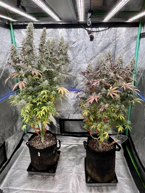 Permanent Marker. Week 17