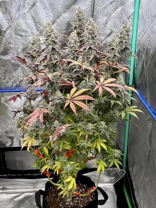 Permanent Marker. Week 17