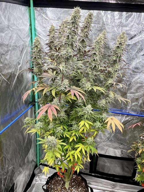 Permanent Marker. Week 17