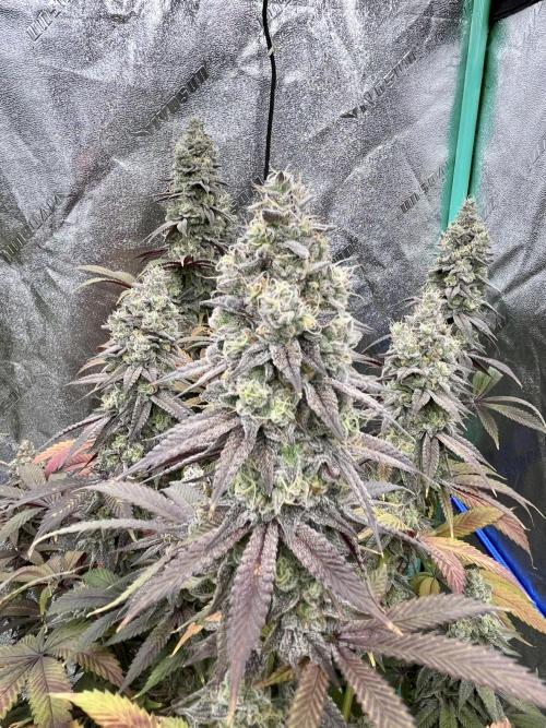 Permanent Marker. Week 17