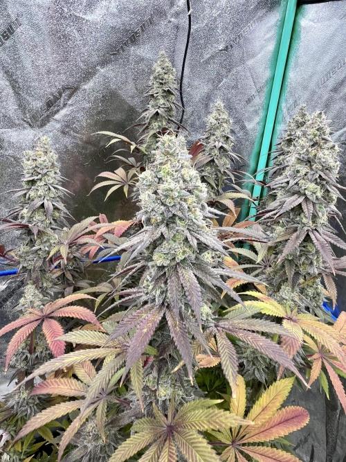 Permanent Marker. Week 17