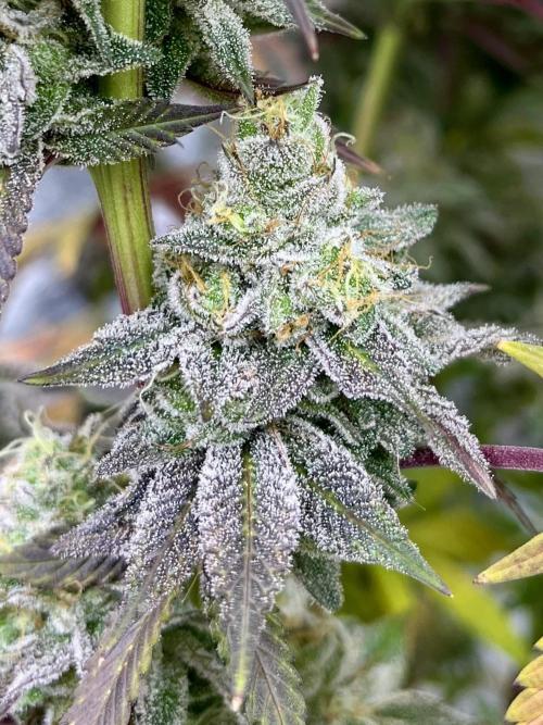 Permanent Marker. Week 17