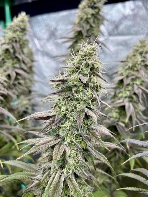 Permanent Marker. Week 17