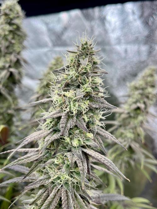 Permanent Marker. Week 17