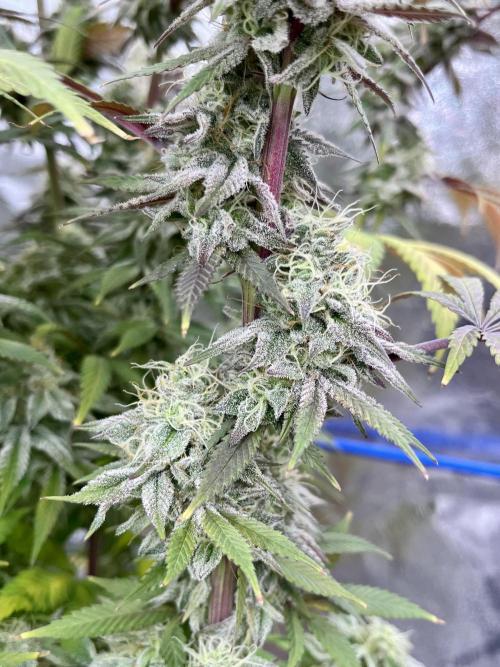 Permanent Marker. Week 17