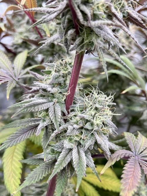 Permanent Marker. Week 17