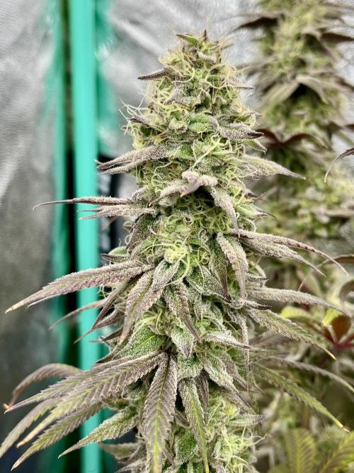 Permanent Marker. Week 17