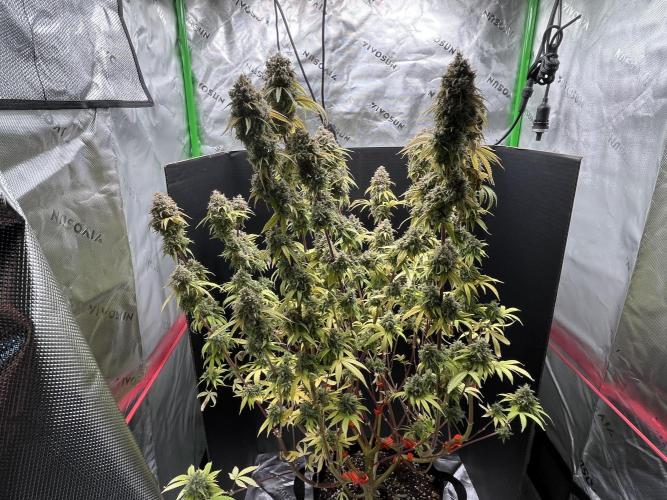 Permanent Marker. Week 18