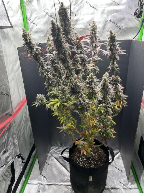 Permanent Marker. Week 18