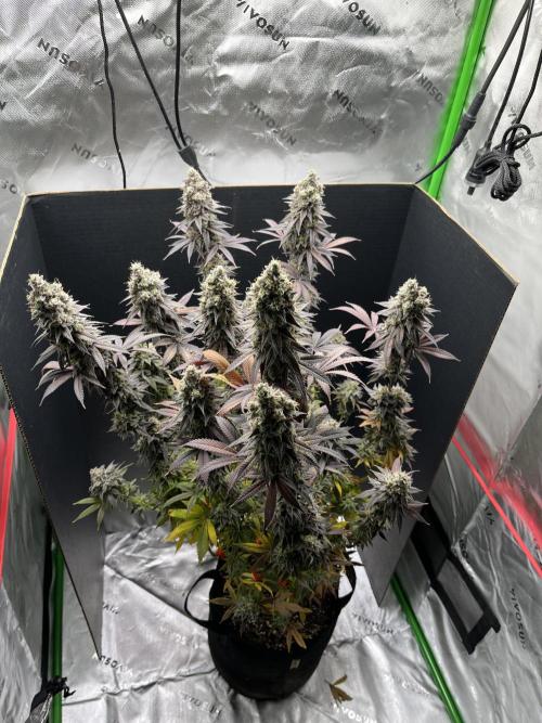 Permanent Marker. Week 18