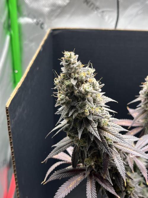 Permanent Marker. Week 18