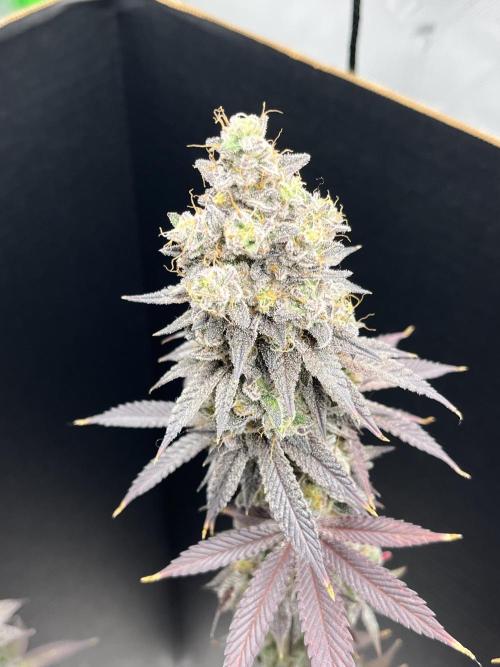 Permanent Marker. Week 18