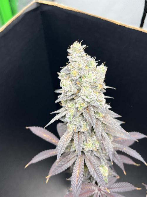 Permanent Marker. Week 18