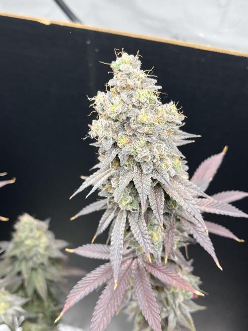 Permanent Marker. Week 18