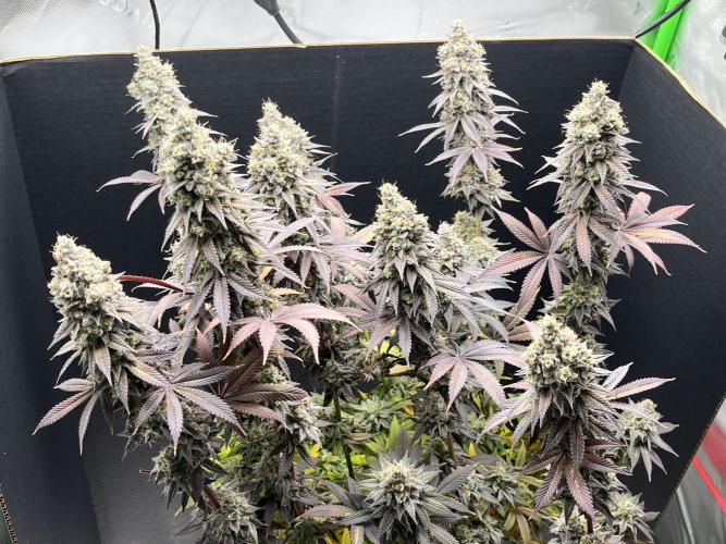 Permanent Marker. Week 18