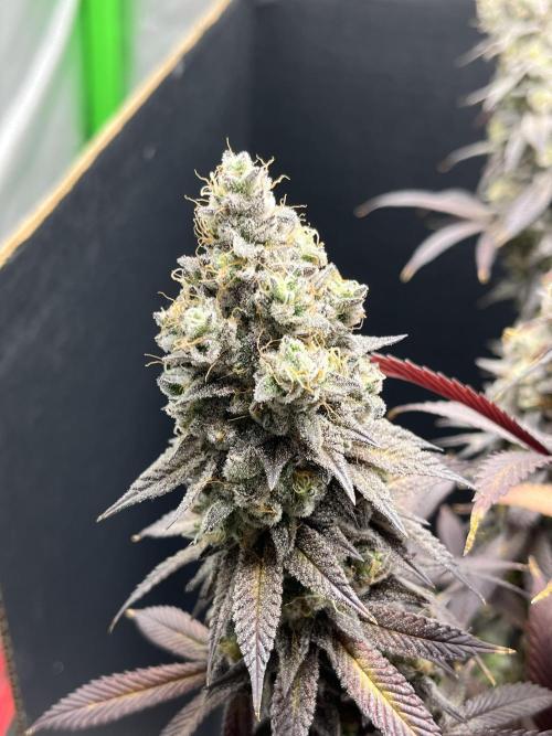 Permanent Marker. Week 18