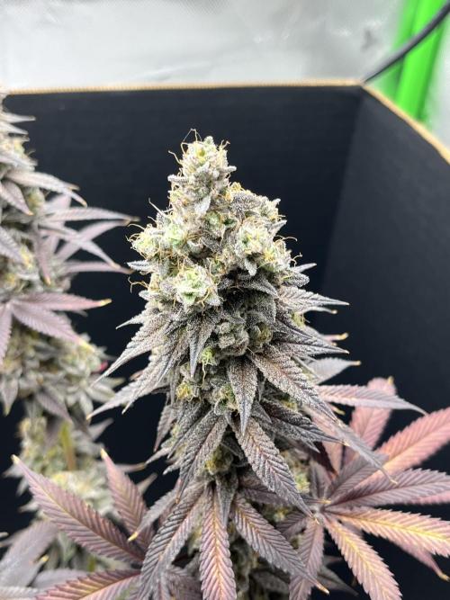 Permanent Marker. Week 18