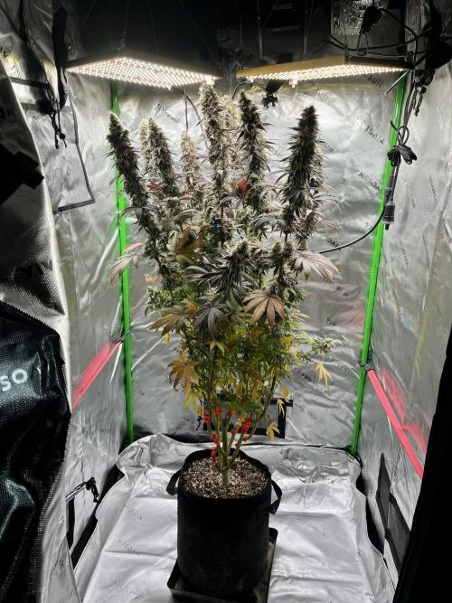 Permanent Marker. Week 18 - Girl still going