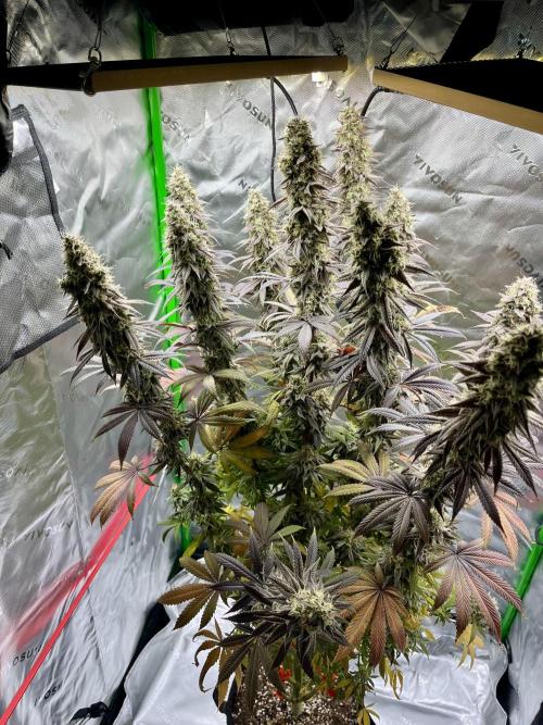 Permanent Marker. Week 18 - Girl still going 