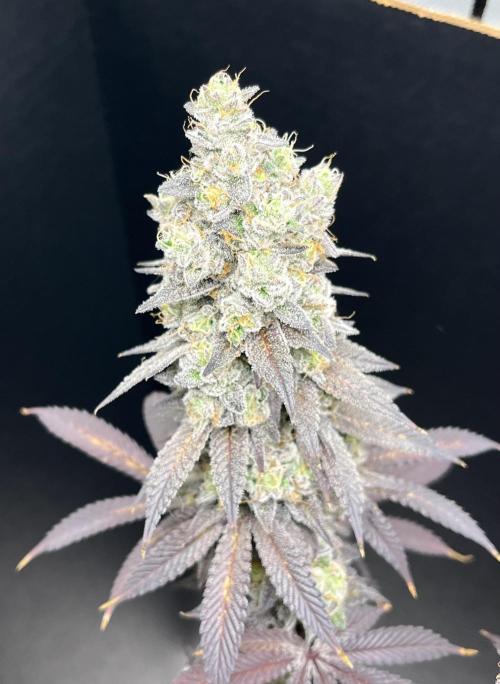 Permanent Marker. Week 18