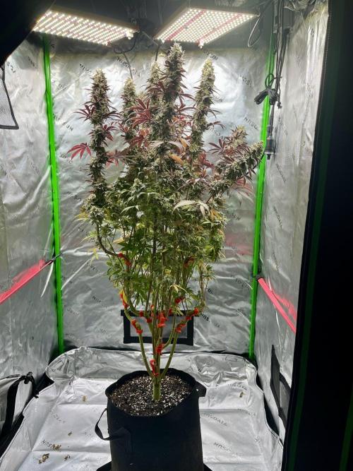 Permanent Marker. Week 19