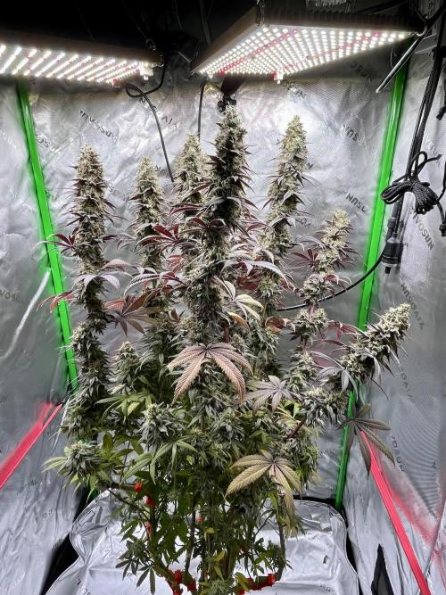 Permanent Marker. Week 19