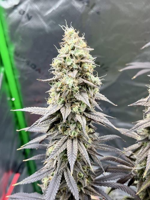 Permanent Marker. Week 19