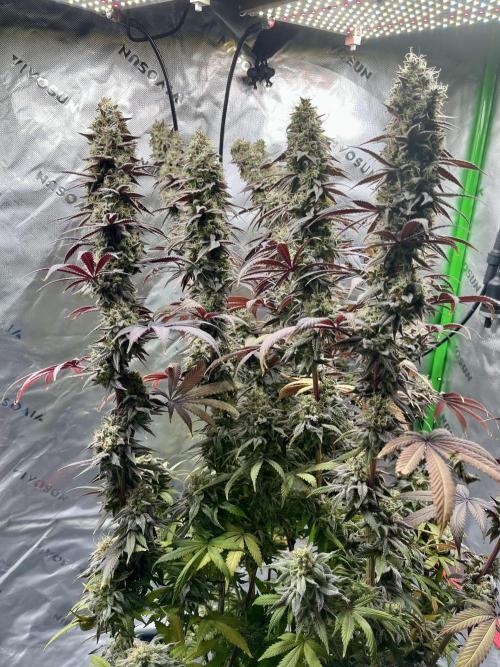 Permanent Marker. Week 19