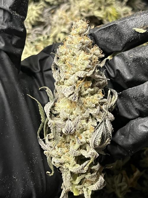 Permanent Marker. Week 20