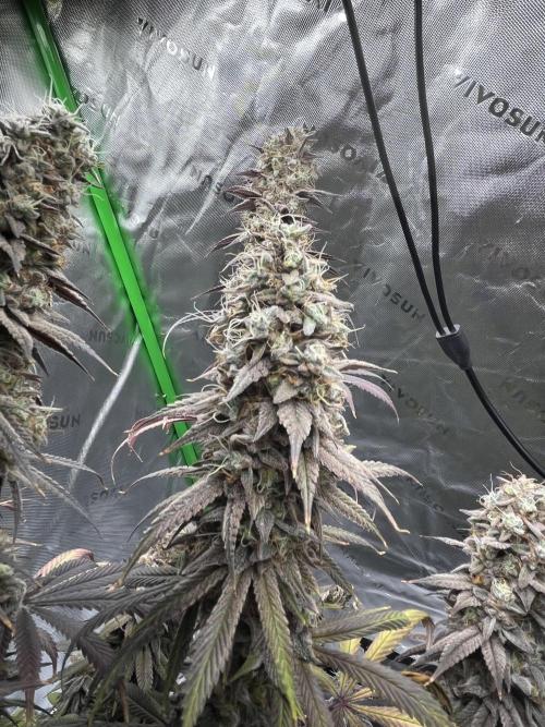 Permanent Marker. Week 20