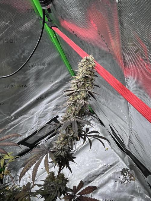 Permanent Marker. Week 20