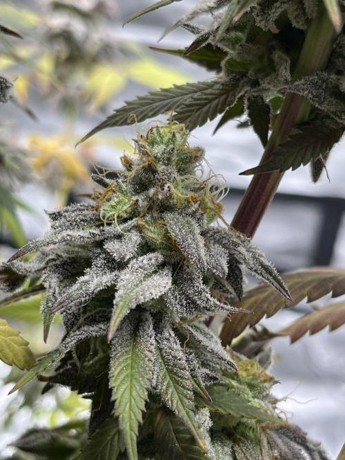 Permanent Marker. Week 20