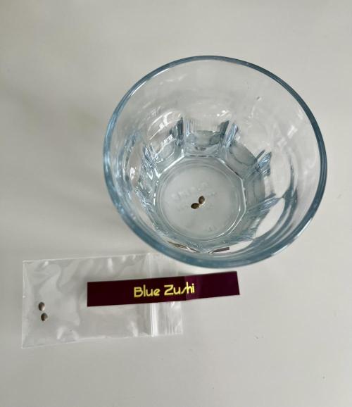 Blue Zushi. Week 0