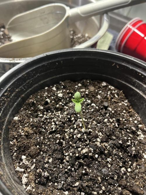 Blue Zushi. Week 1