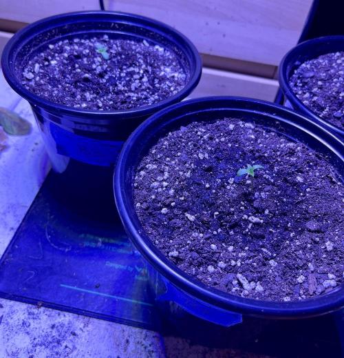 Blue Zushi. Week 1