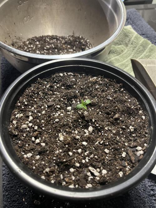 Grandmommy Purple. Week 1